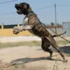 Protection Presa Canario Pups UKC