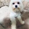 AKC Registrable Maltese Puppy  