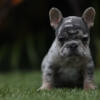 Merl french bulldog puppie