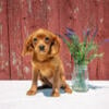 Beautiful Cavapoo Puppies