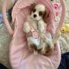 Cavalier King Charles Spaniel