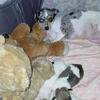 Brown and white Chihuahua Female Puppy