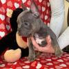 Frenchies