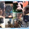 Mastiff Puppies AKC