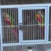 Pair of high red green cheek conures