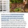 Tallahassee Bengal cat''s (kittens for sale)