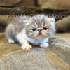 Blue Tabby & White Exotic Shorthair Male Kitten