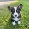 CKC registered Pembroke welsh Corgi puppies for sale