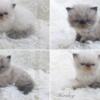 Himalayan Kittens for sale  in Arkansas