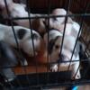 Abr micro bully puppies  for sale