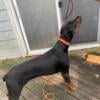 Akc Doberman stud service non z factor