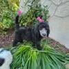 Standard Poodle Puppies