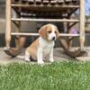 Beagle puppies