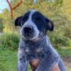 blue heeler puppies Worcester Vermont