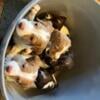 AKC registered Brittany Puppies