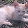 Cute, adorable kittens for sale