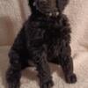 AKC Standard poodle puppies