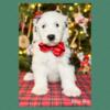 Sheepadoodle Puppies: Central Ohio