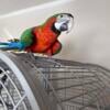 10 month old Catalina Macaw