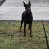 Doberman for sale
