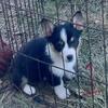 Pembroke Welsh Corgi Puppies