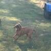 7 month old male AKC bloodhound 