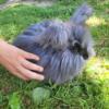 Friendly and playful English Angora rabbits