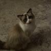 2 year old Female Ragdoll