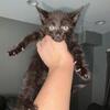 Kittens 1 left