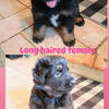 German Shepherd Puppies