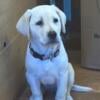 AKC Female white Labrador Retriever. 12 weeks old. 