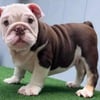 Howard Exotic Bullies | English Bulldogs