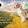 AT STUD AKC CHAMPION AUSTRALIAN SHEPHERD