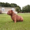 Exotic bullie male pup