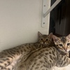 Bengal kitten for sale