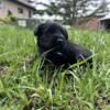 Miniture Pinscher/ Poodle Male Puppy