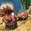 African geese.  Cayuga ducks. Red Bourbon turkeys. Muscovy ducks hens.  For Sale or Trade r