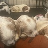 Cockalier Puppies Ready for Forever Home