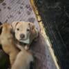 Last Standard American bullies puppies  .ready  to go to their forever home