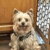 Toy Yorkie for sale