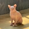 Super Wrinkled Neutered Sphynx Male