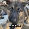 5 Male German Shepard Puppies