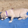 Boerboels Puppies