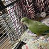 Green Male Quaker