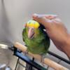 Amazon parrot Double yellow headed baby