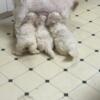 Male Shih Tzu puppies for sale all white with some tan