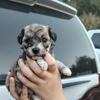 Toy Poodle Puppies