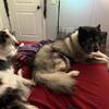 STOLEN HUSKY