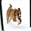 Heeler Mix