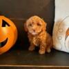 Cavapoo FI b cuties